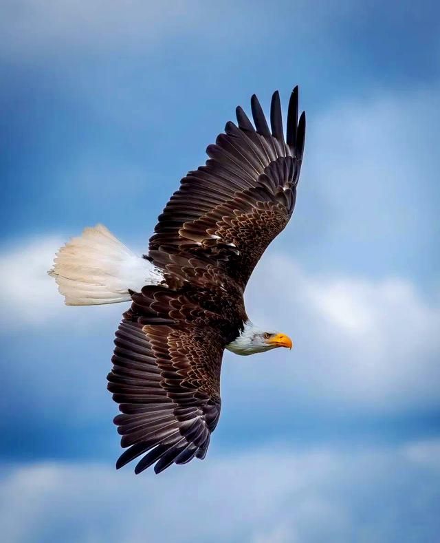 关于老鹰整体发挥亮眼，取得意外胜利的信息